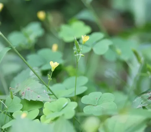 Yellow Woodsorrel (Oxalis)