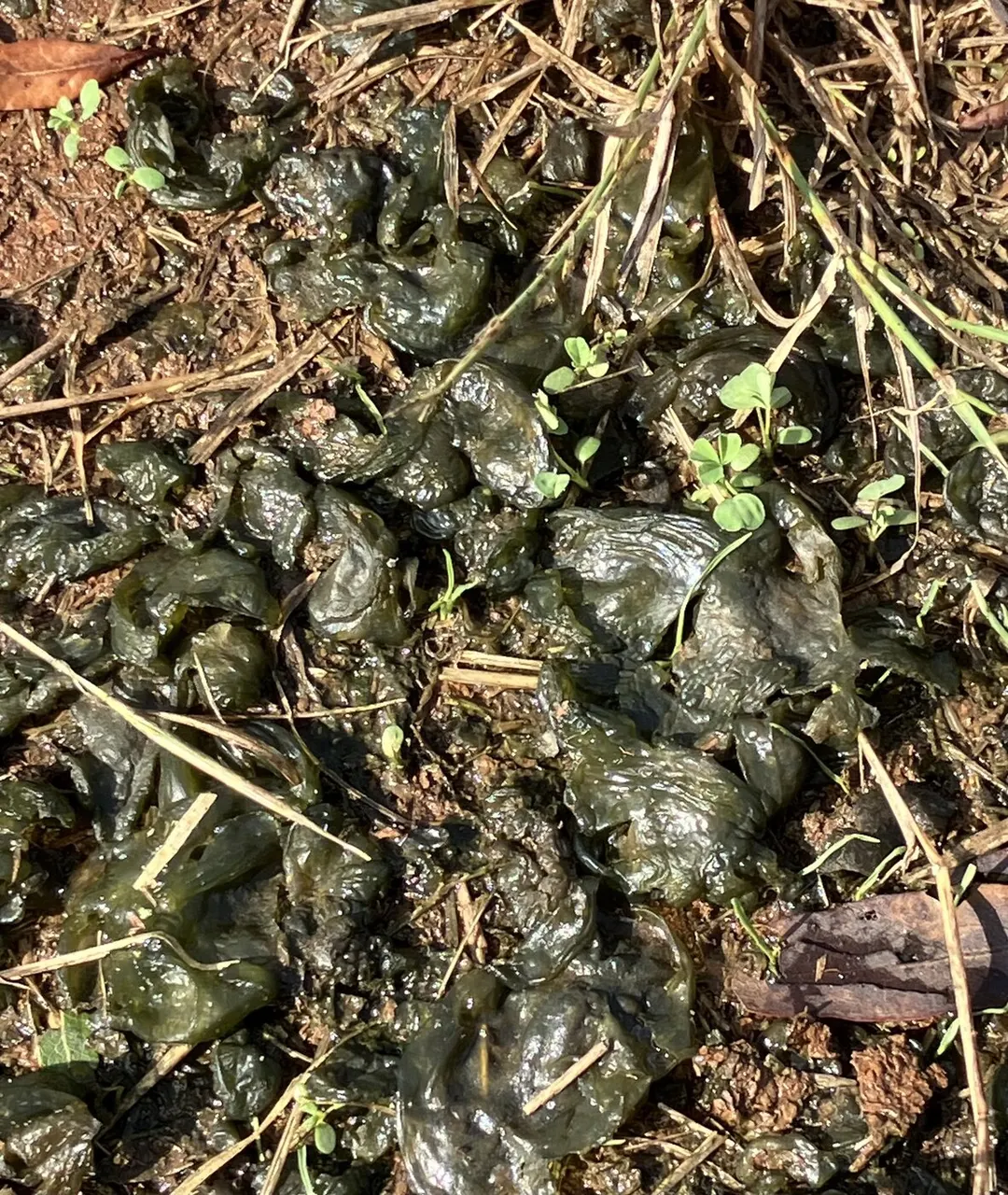 Algae