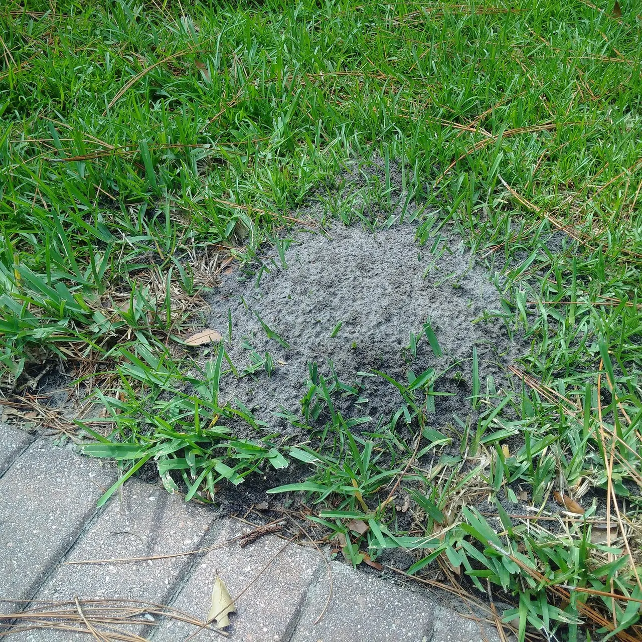 Ants (including Fire Ants)