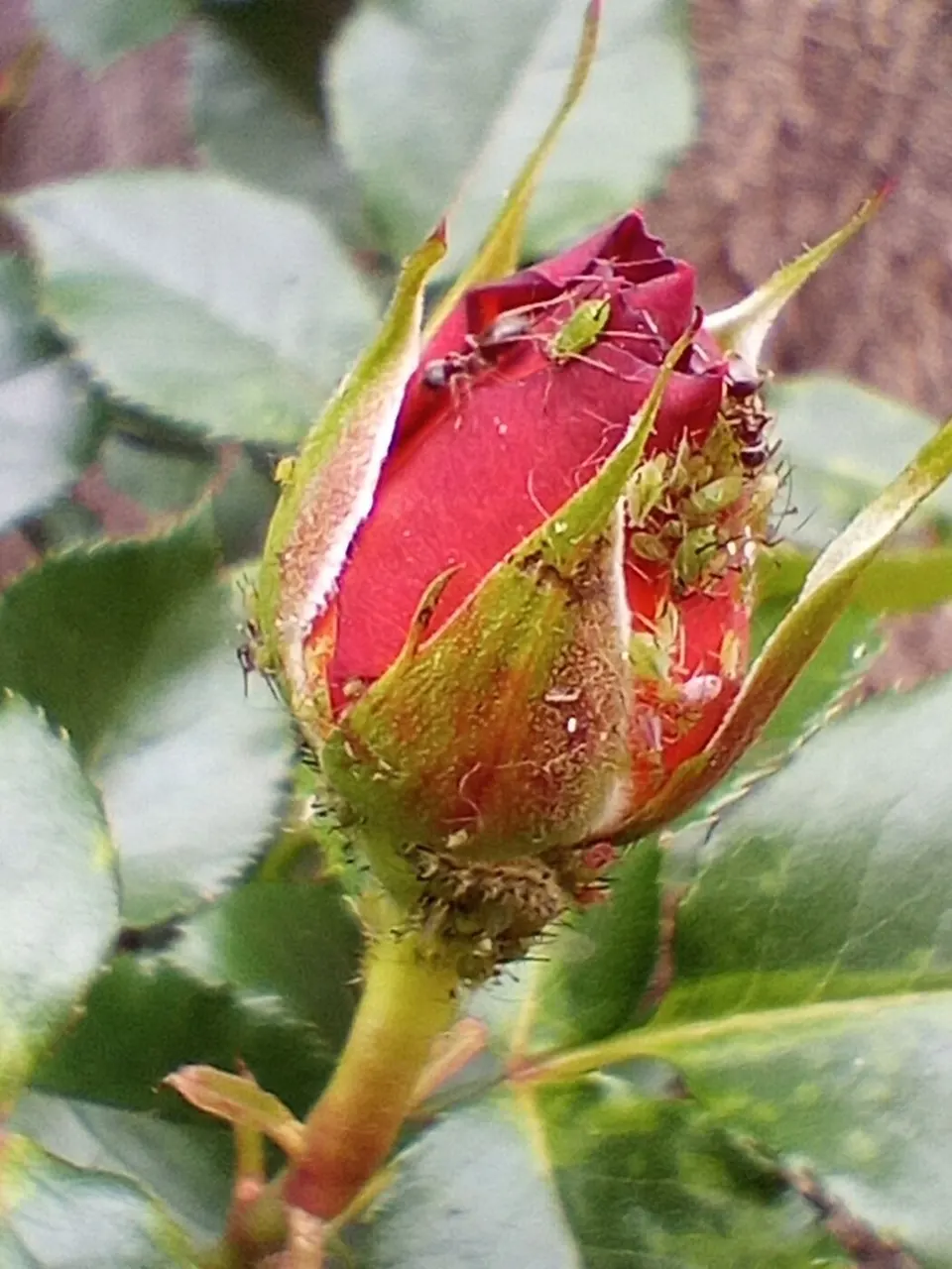 Aphids