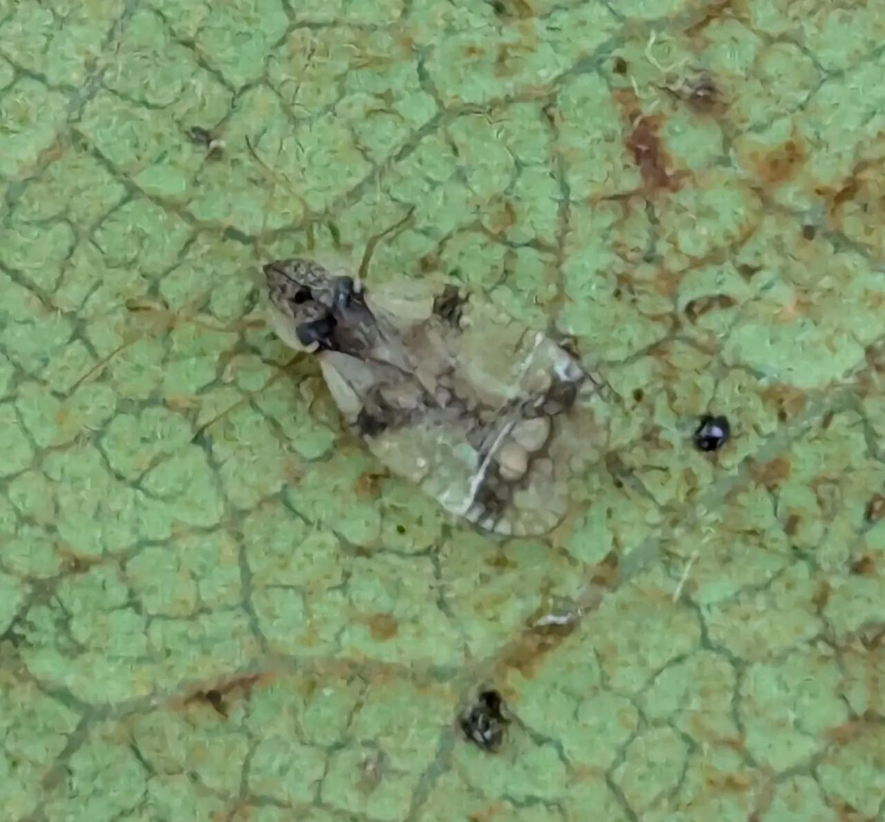 Azalea Lace Bug