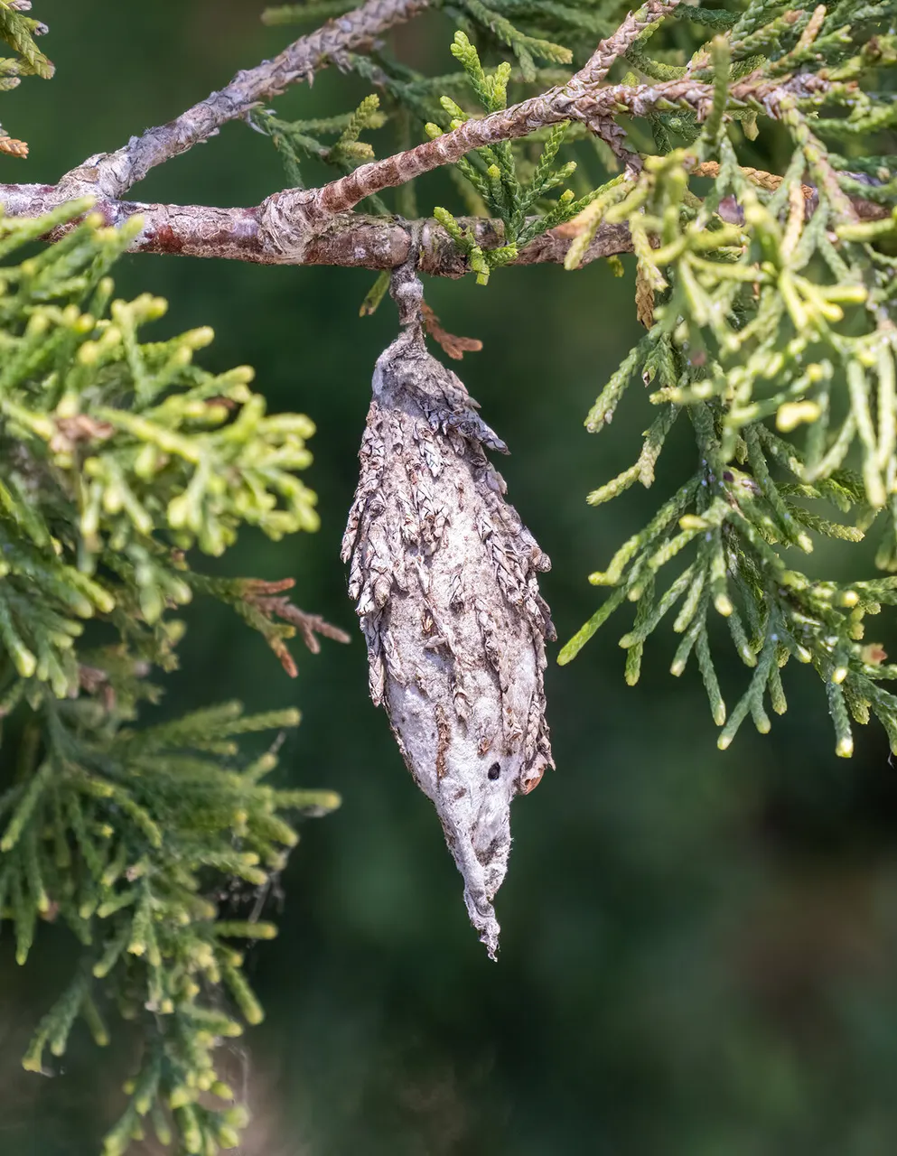 Bagworms