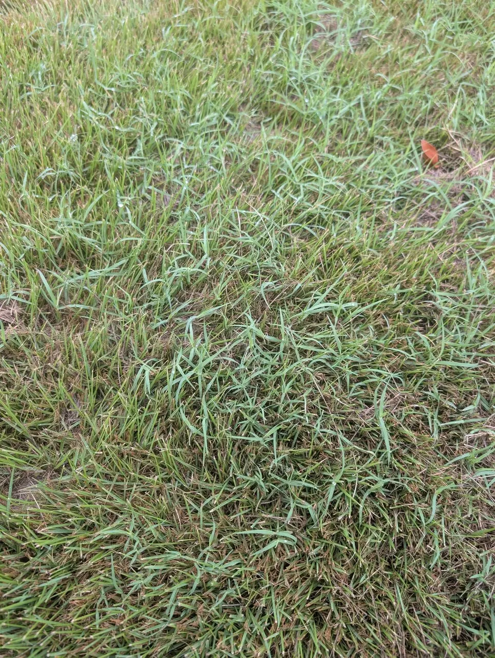 Bermudagrass