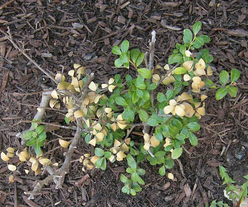Black Root Rot