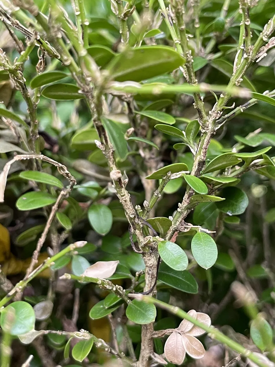 Boxwood Blight