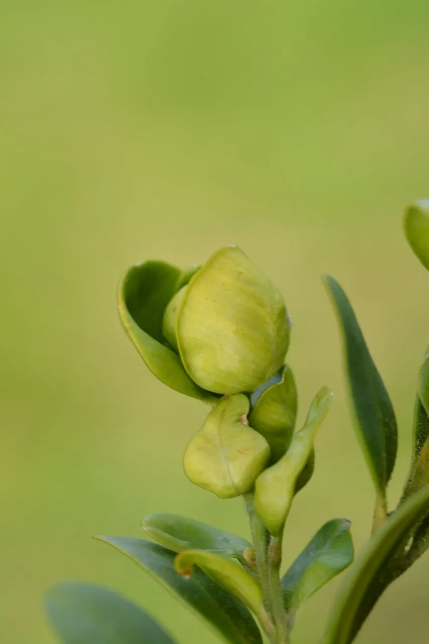 Boxwood Psyllid