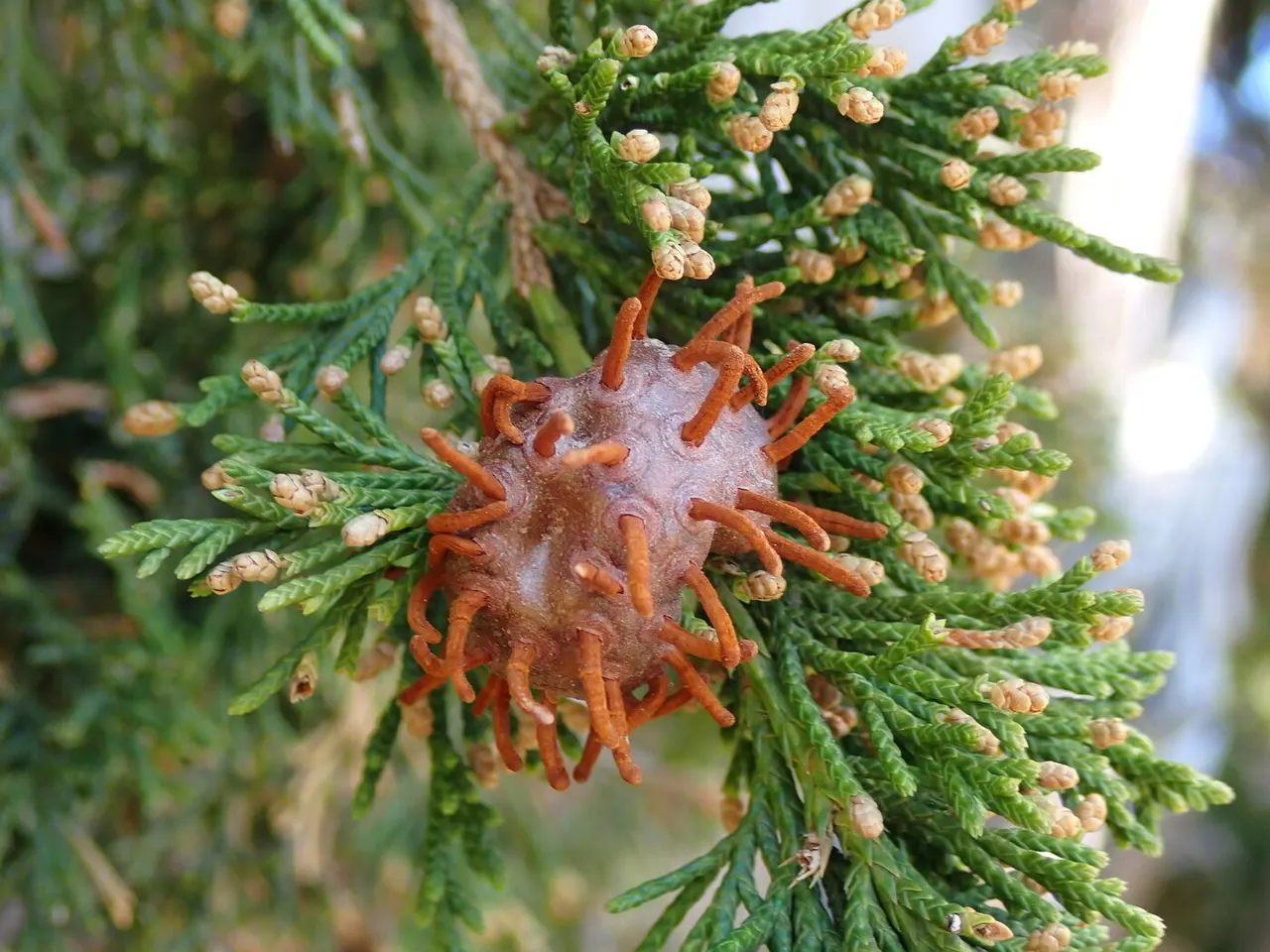 Cedar-Apple Rust