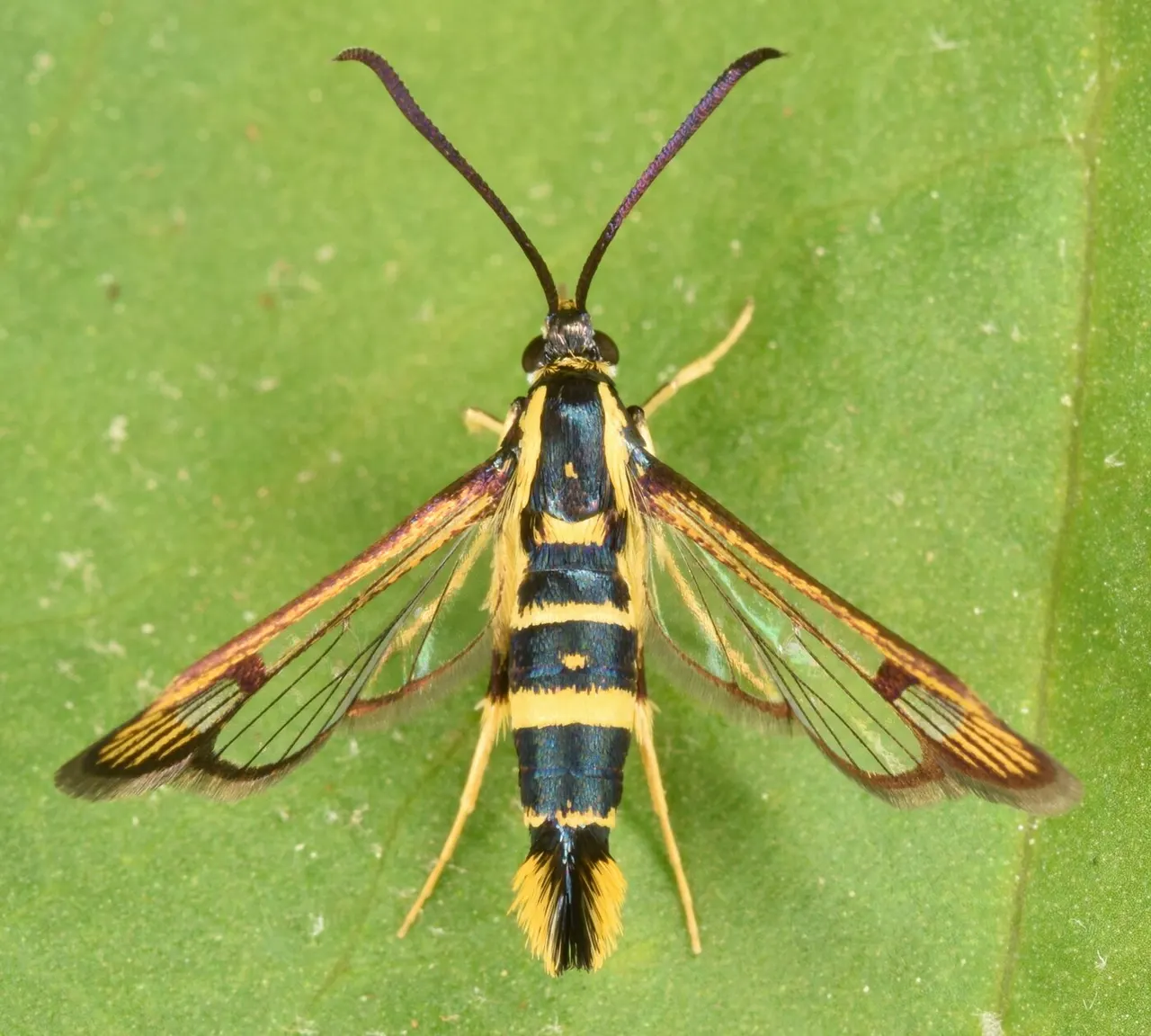 Clearwing Borers