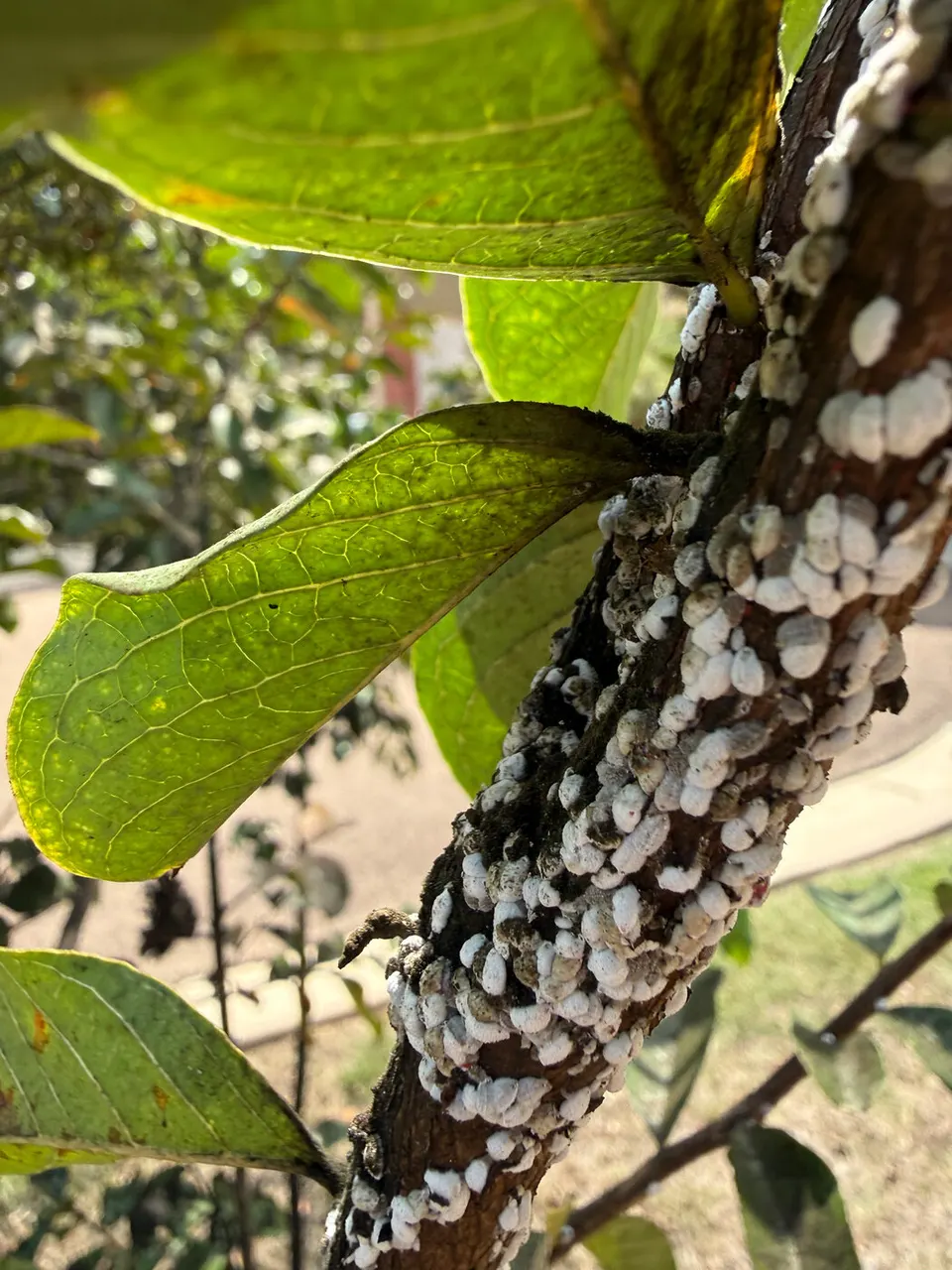 Crape Myrtle Bark Scale