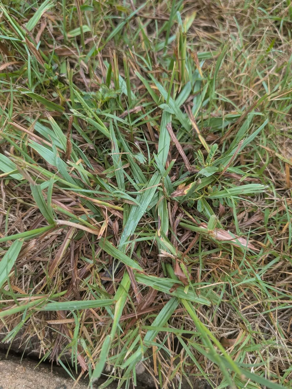 Dallisgrass