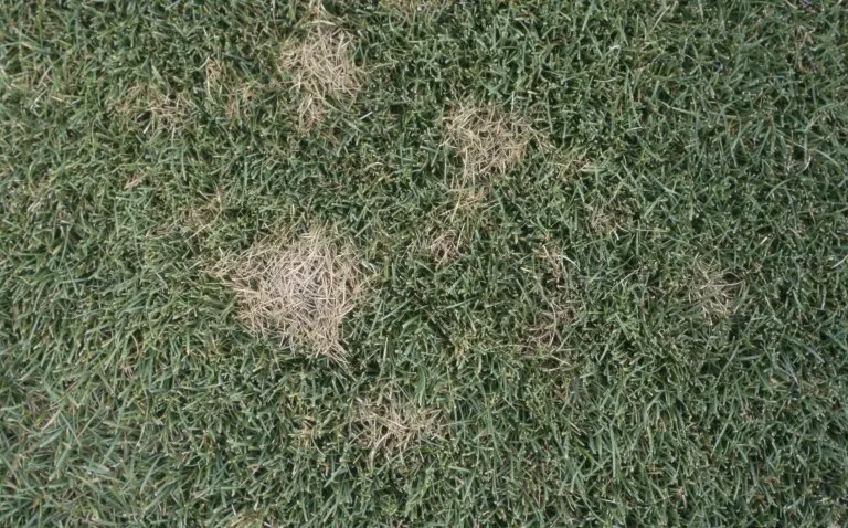 Dollar Spot