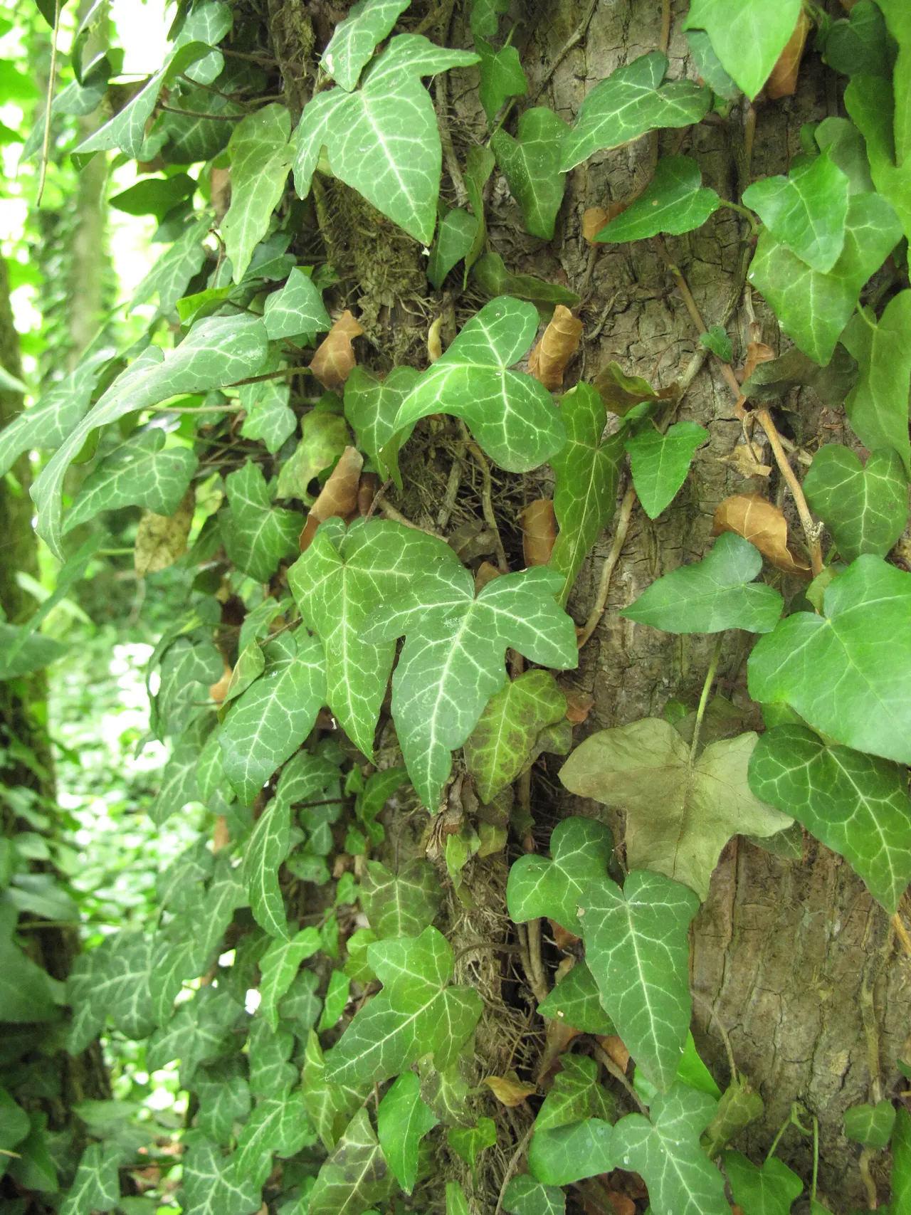 English Ivy