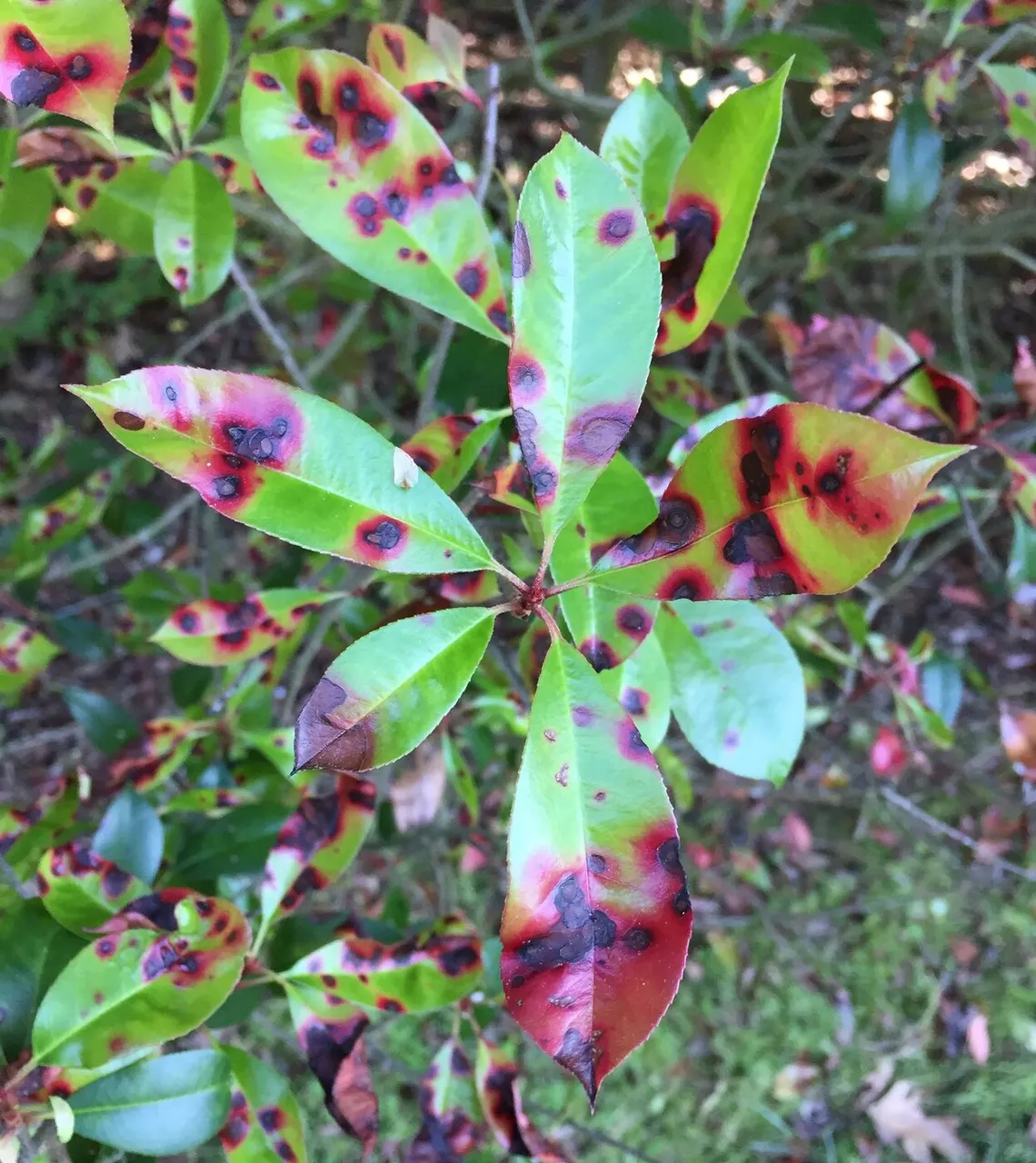 Entomosporium Leaf Spot