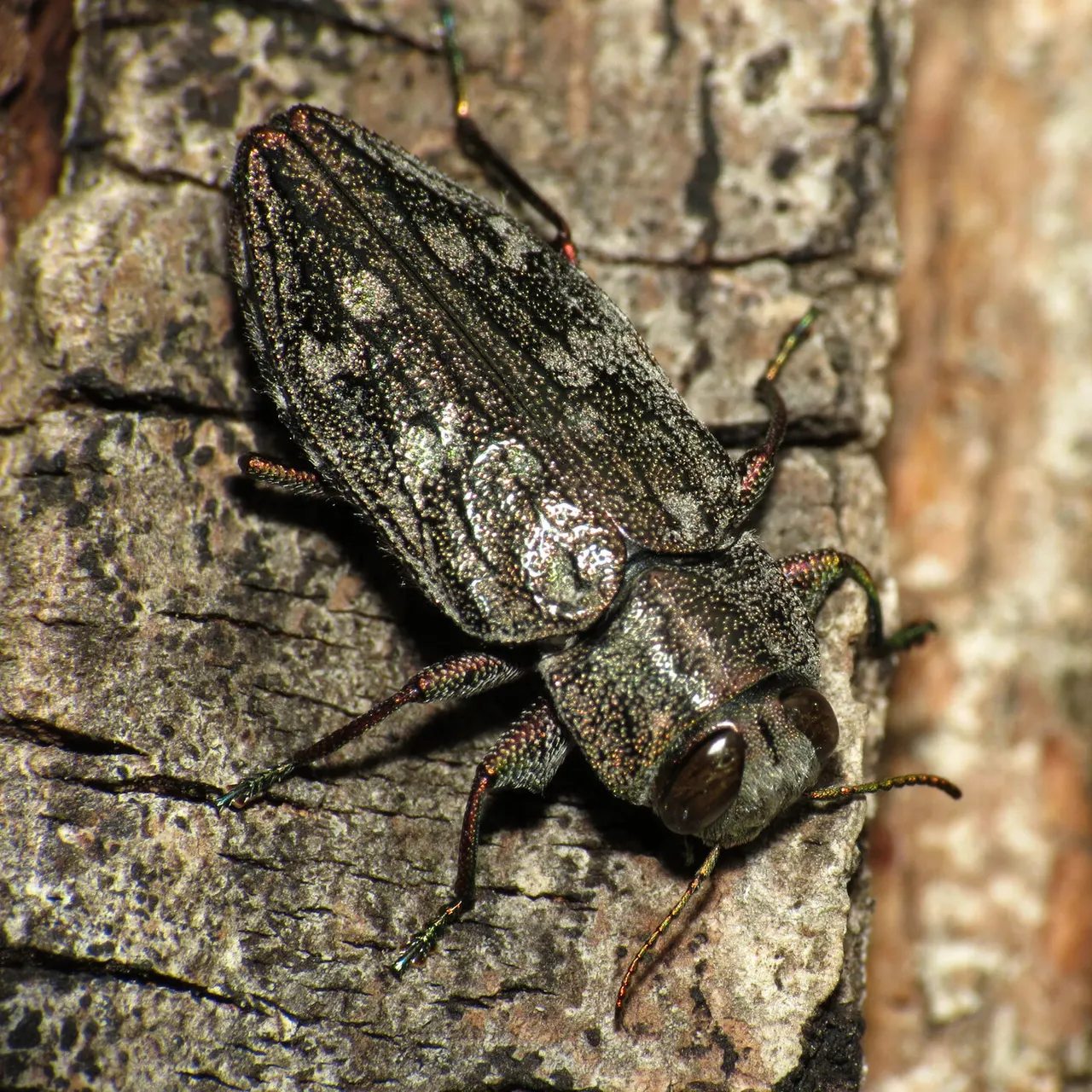 Flatheaded & Roundheaded Borers