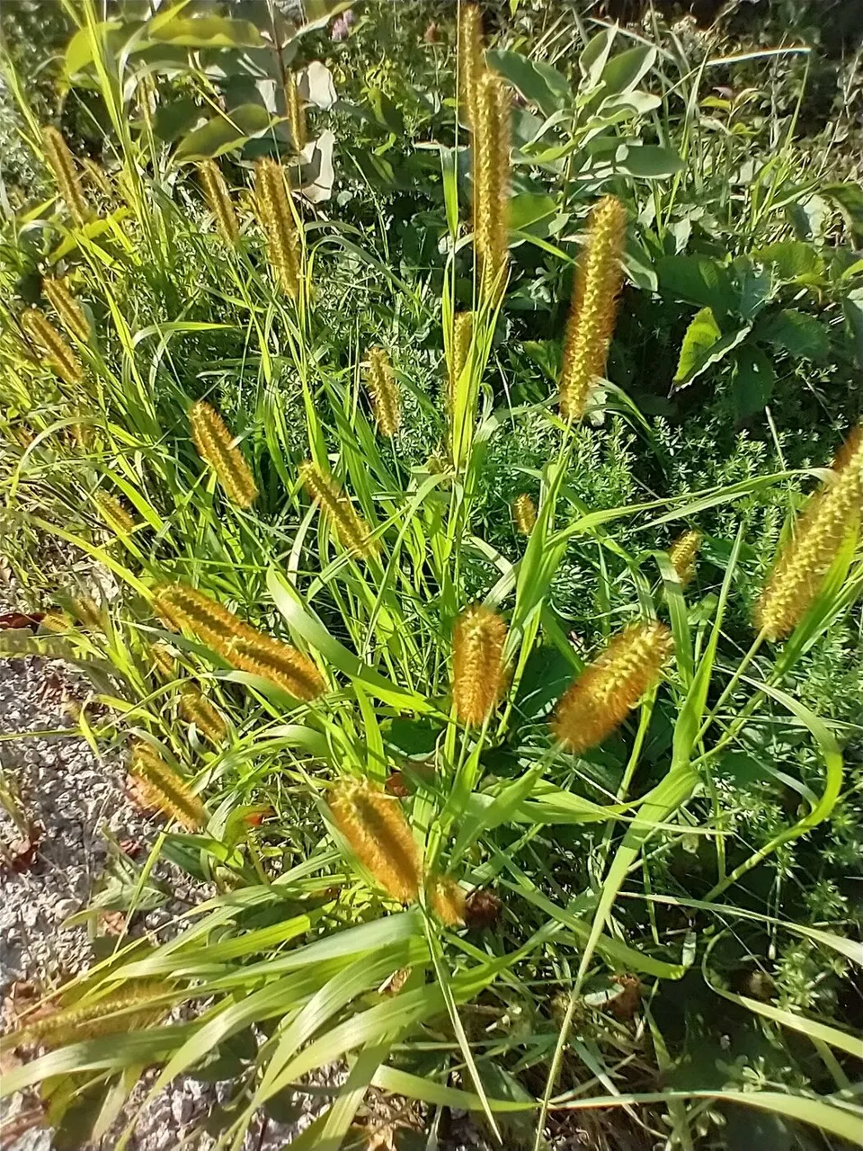Foxtail