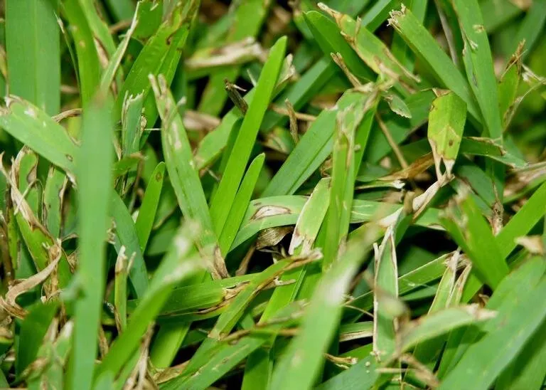 Gray Leaf Spot