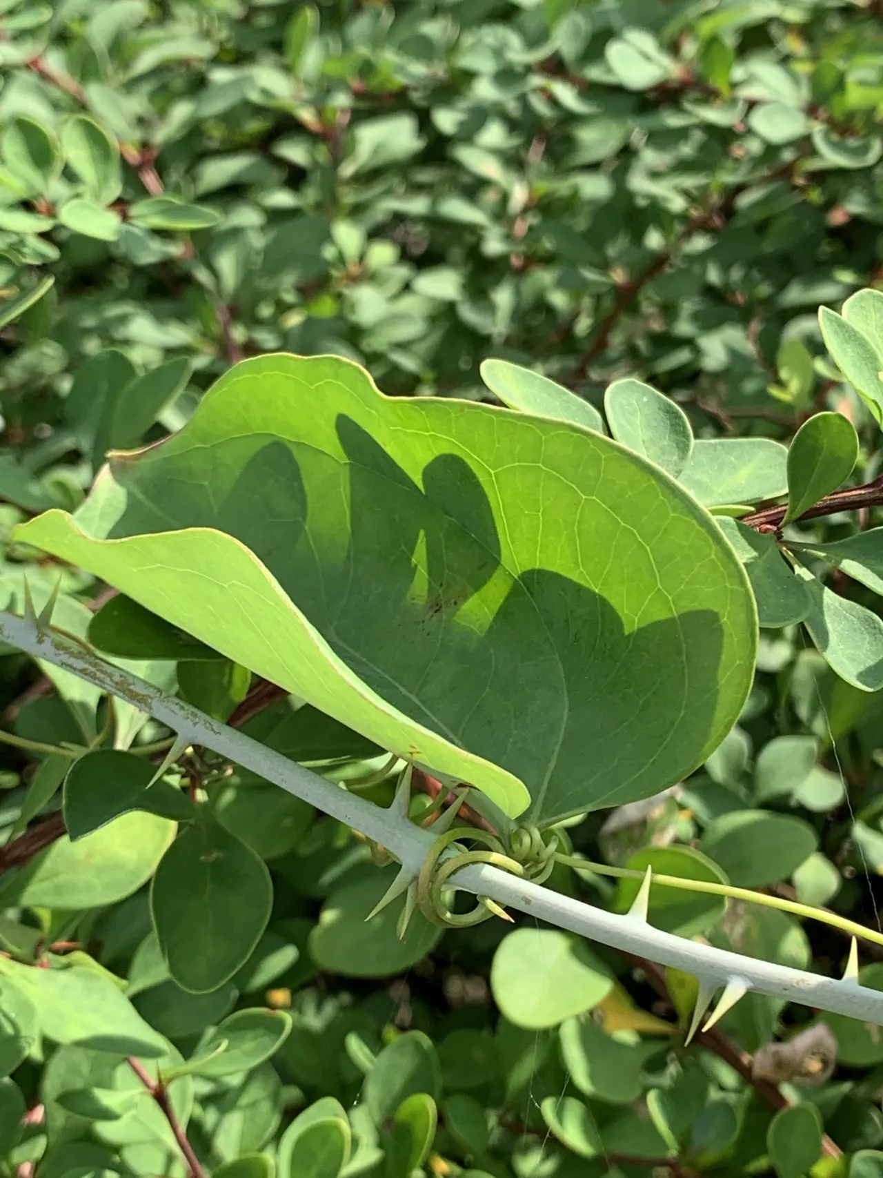 Greenbrier (Smilax)