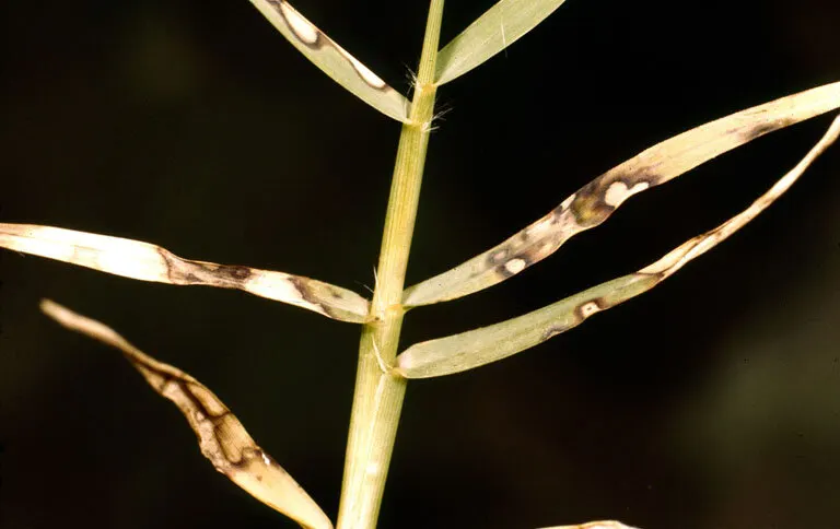 Helminthosporium Leaf Spot / Melting Out
