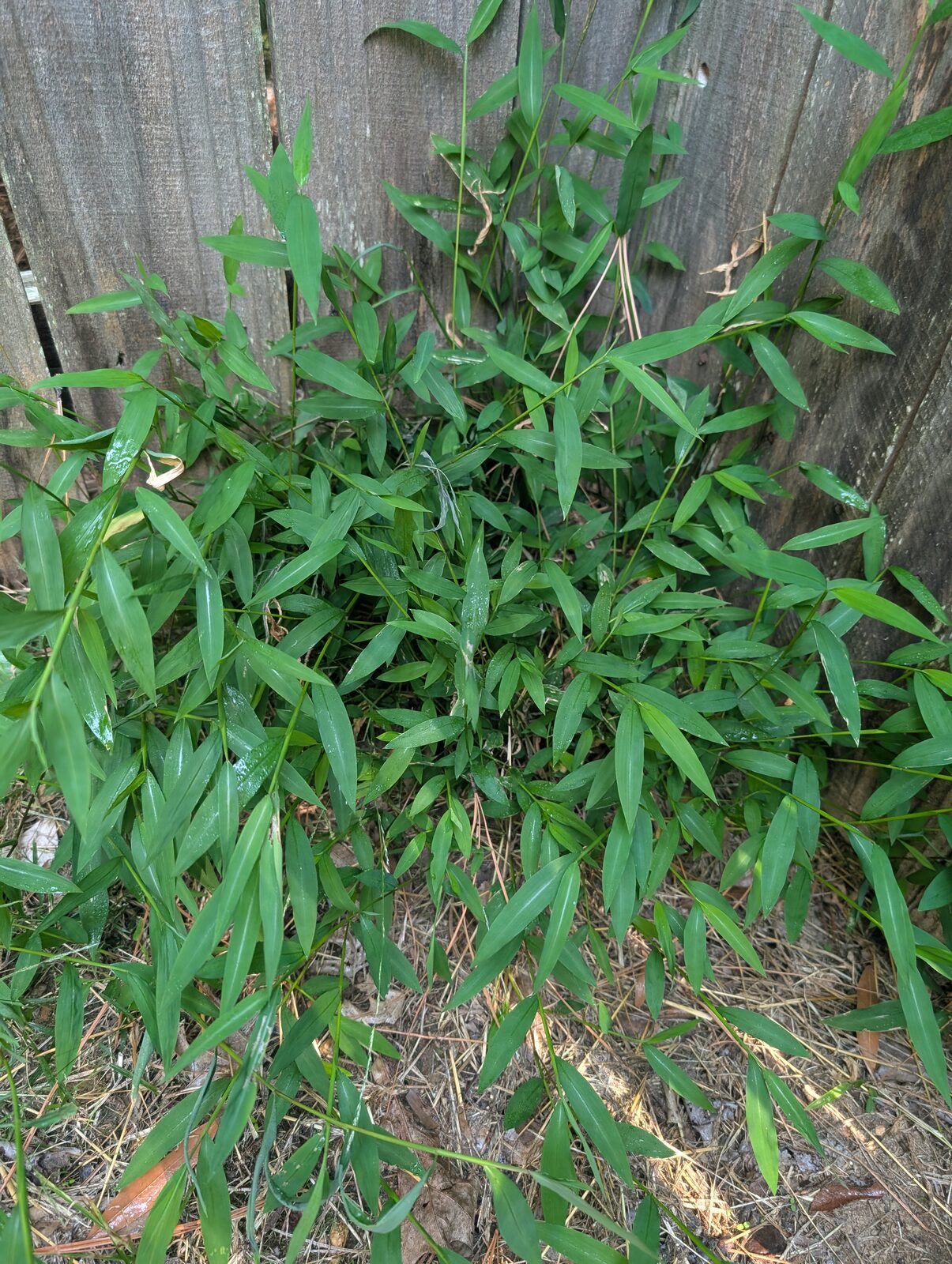 Along a shady fence line in North Raleigh: short, bamboo-like blades on thin, branching stems