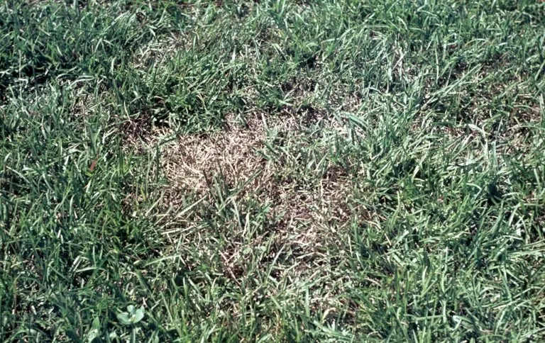 Large Patch