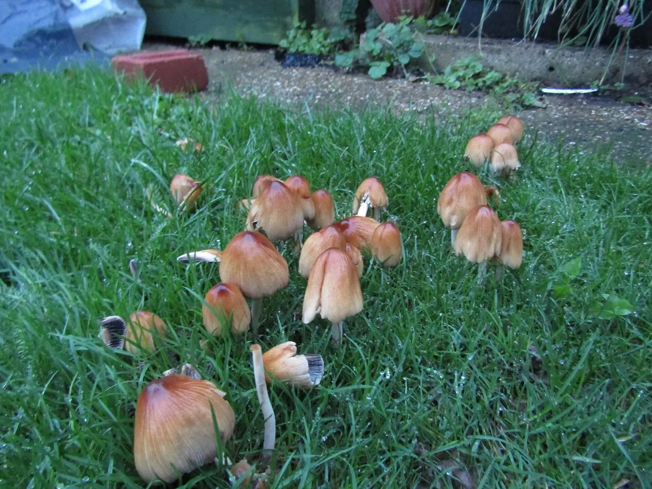 Lawn Mushrooms