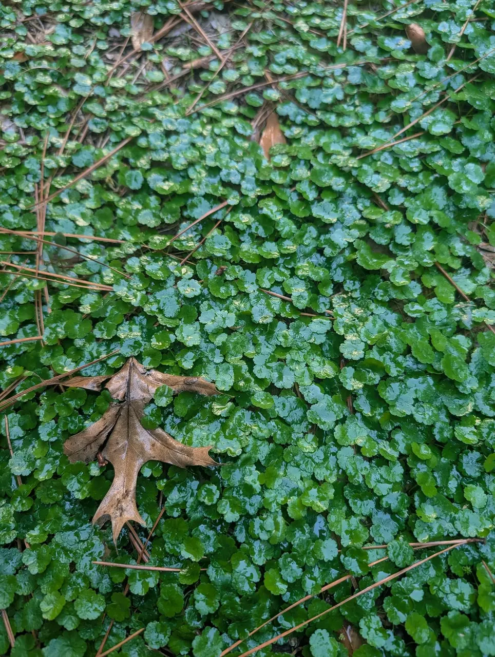 Lawn Pennywort