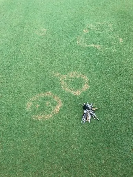 The ring-shaped patches up close