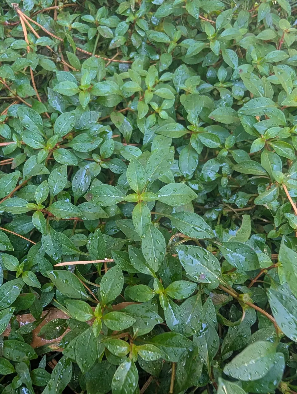 Marsh Seedbox (Water Purslane)