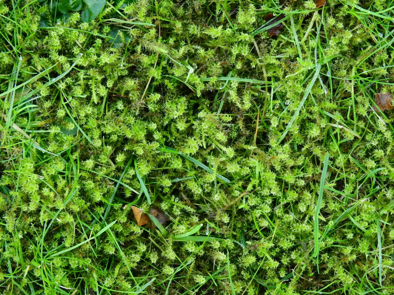 Moss