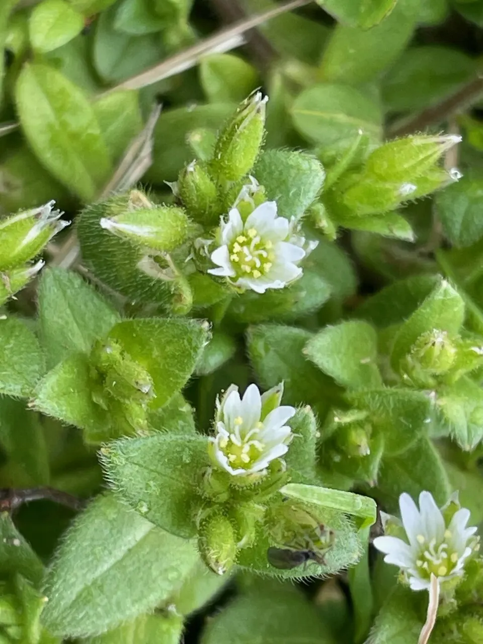 Mouseear Chickweed