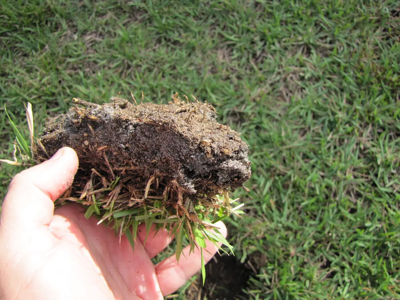 Sting nematode damage: short, stubby roots on a zoysia plug
