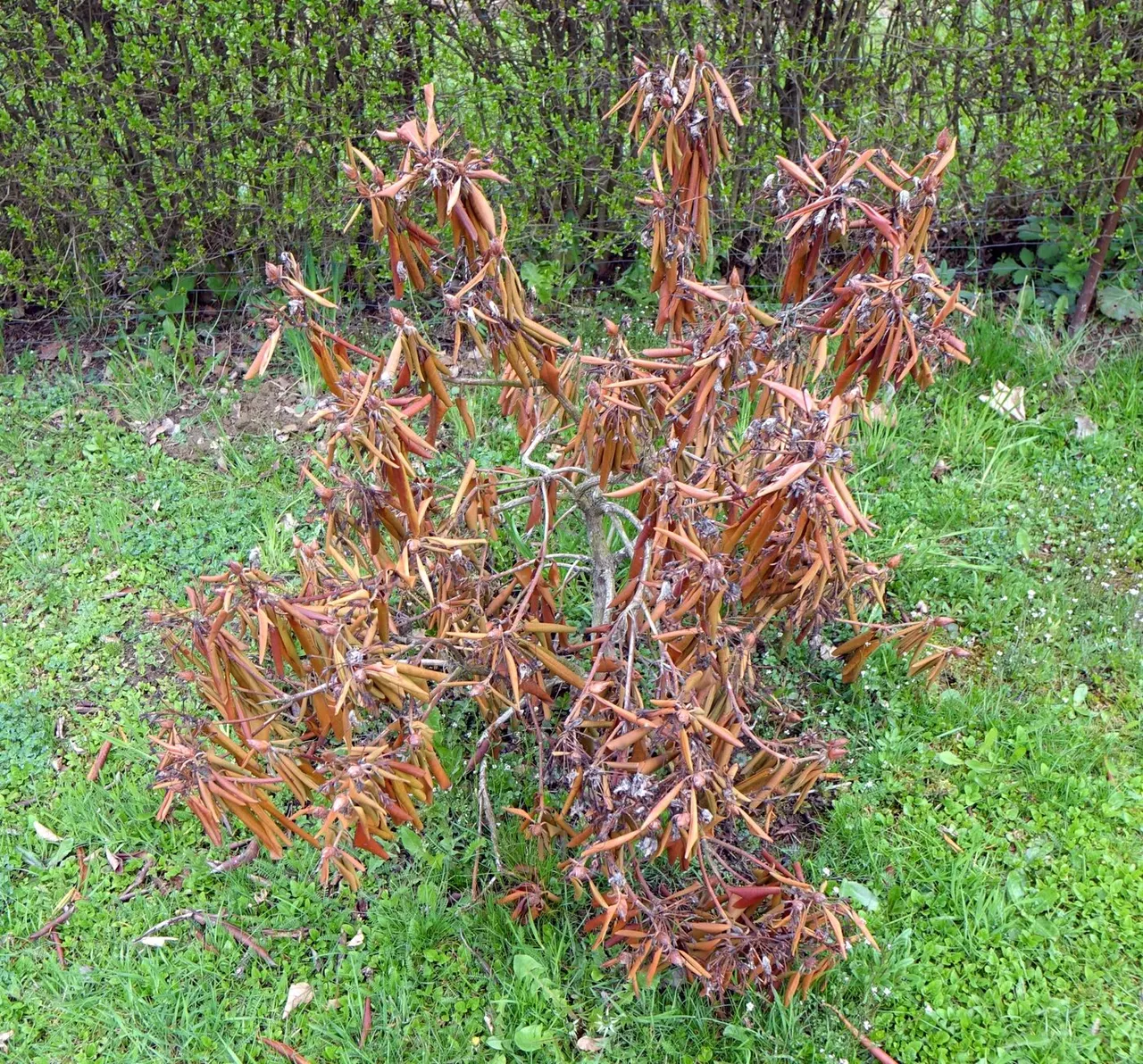 Phytophthora Root and Crown Rot