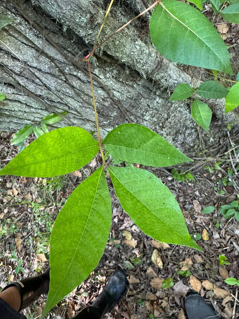 Poison Ivy