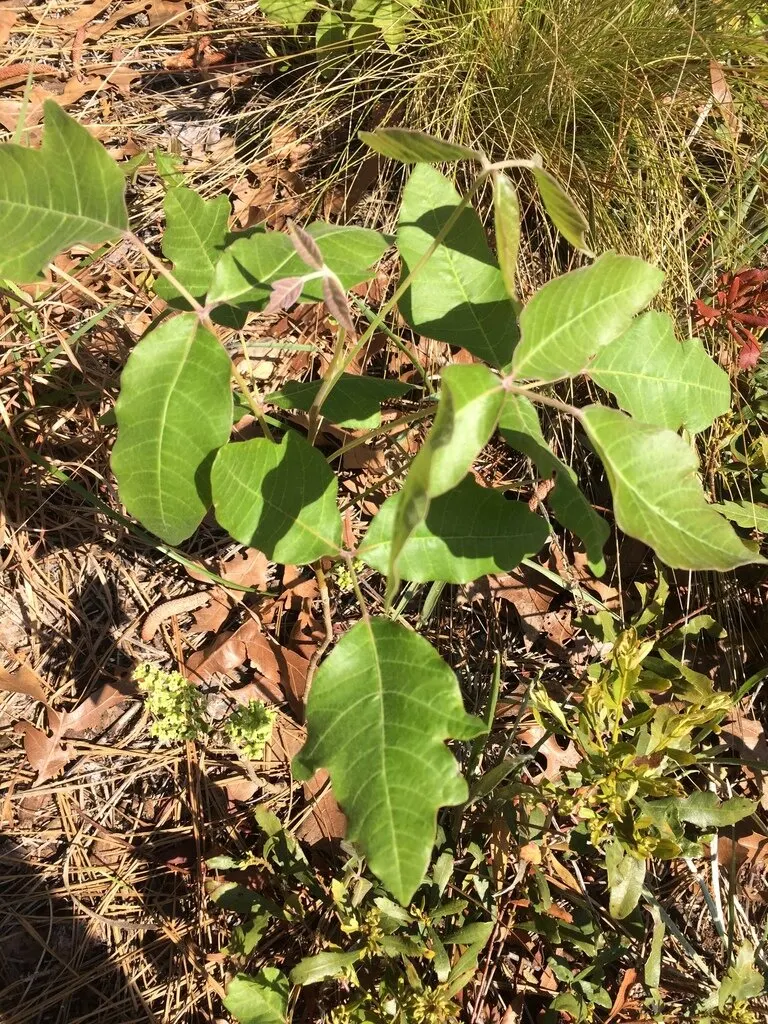 Poison Oak