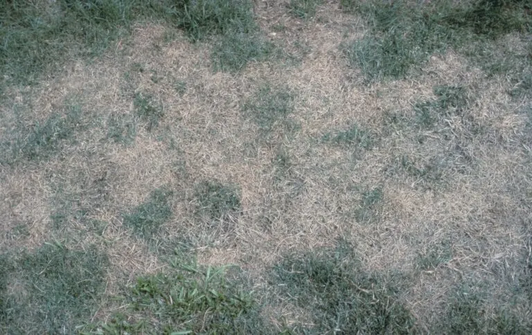 Pythium Blight
