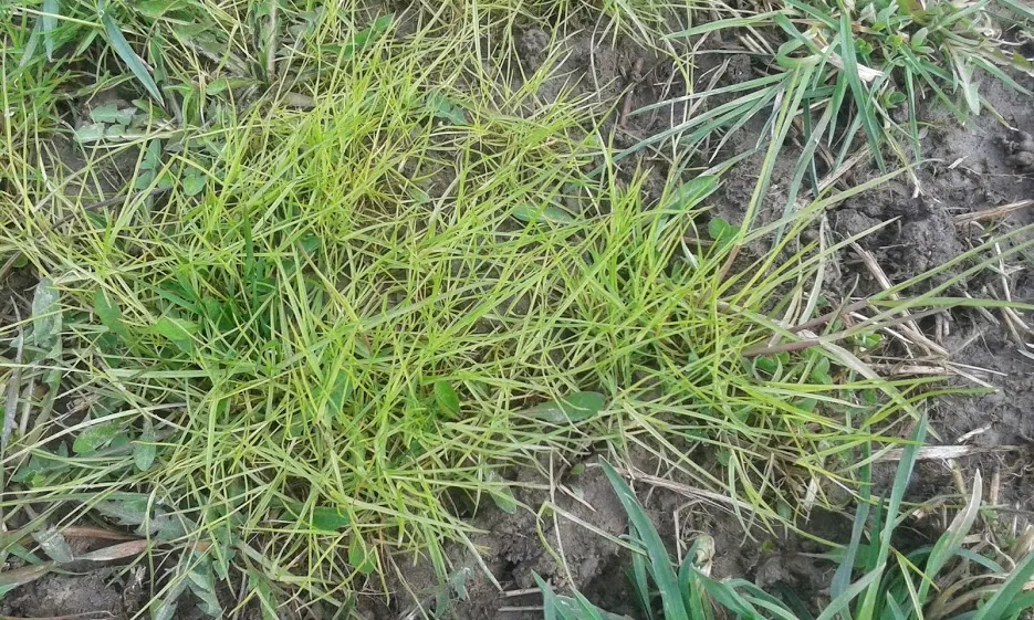 Rough Bluegrass (Poa trivialis)