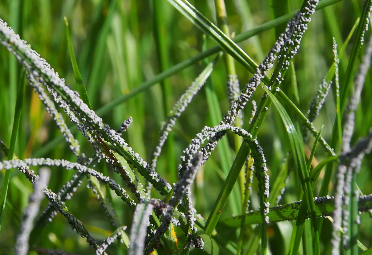 Slime Mold
