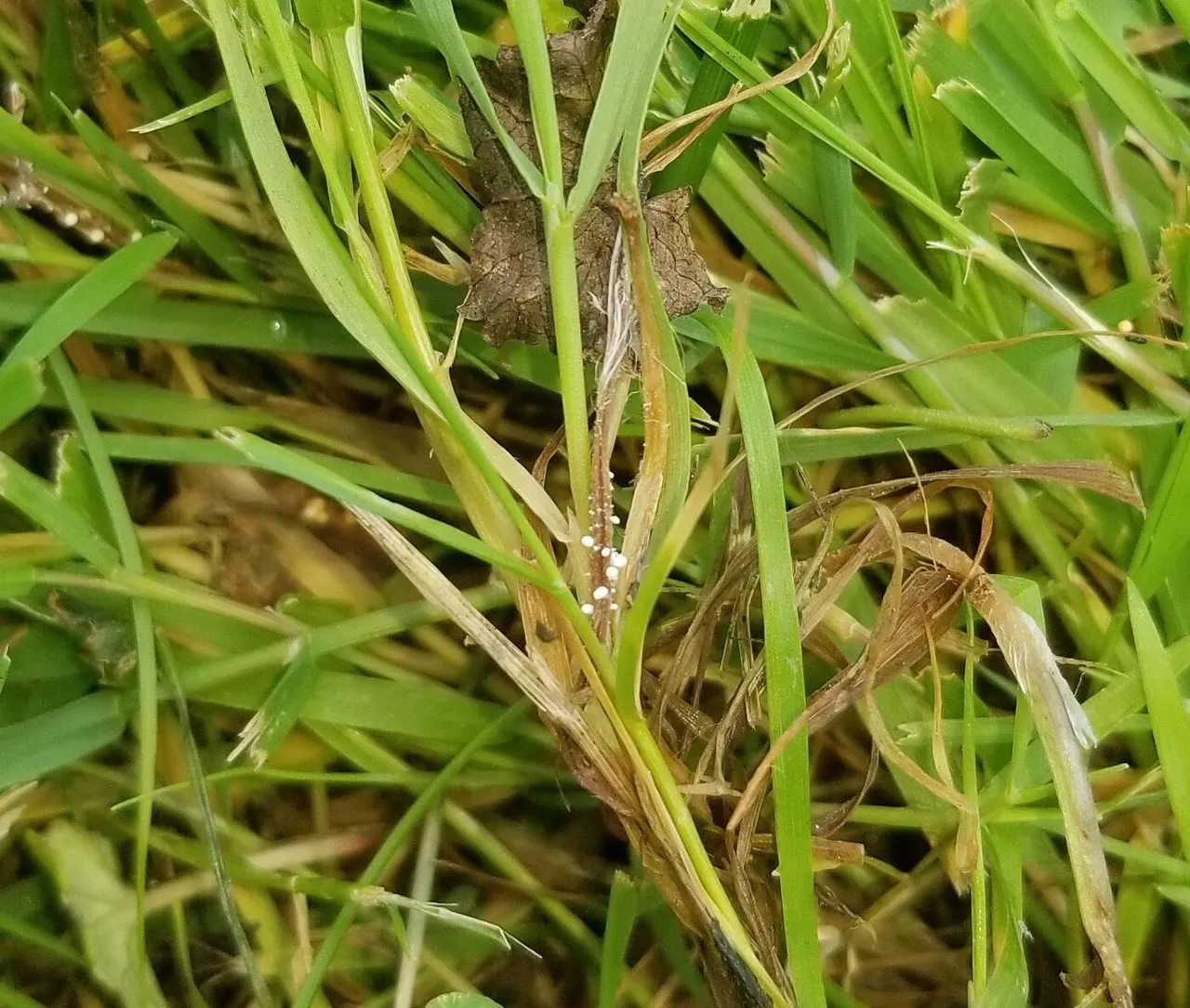 Southern Blight