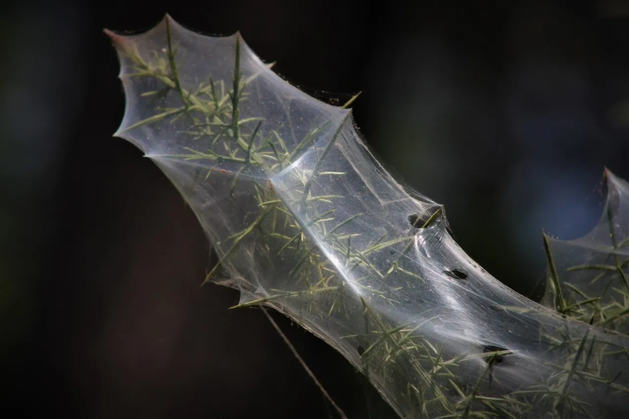 Spider Mites