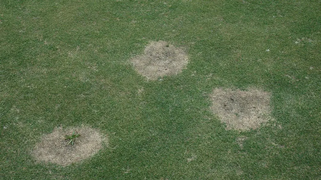 Dead patches on bermudagrass as it greens up in spring