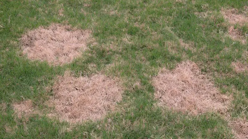 Spring Dead Spot