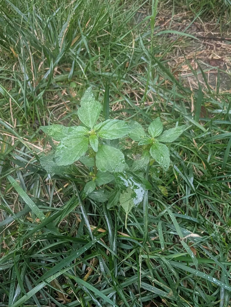 Three-seeded Mercury (Copperleaf)