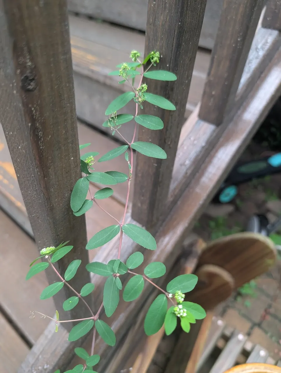 Upright Spurge (Nodding & Hyssop Spurge)