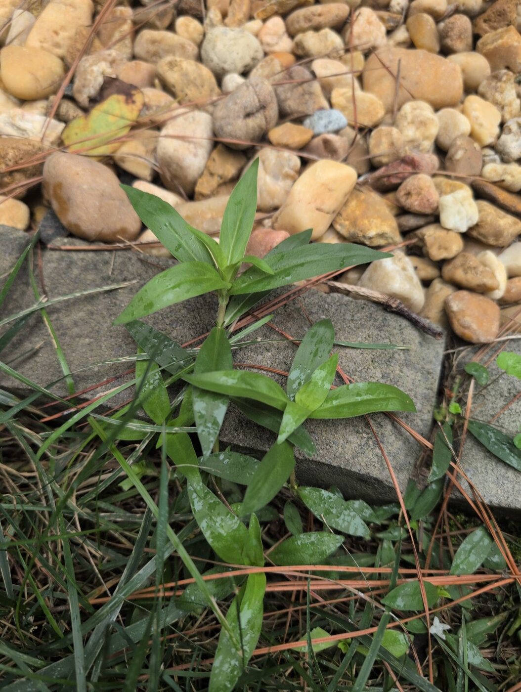 Creeping in along a bed edge in a North Raleigh lawn: narrow opposite leaves, yellow virus mottling, and the small white four-petal flower