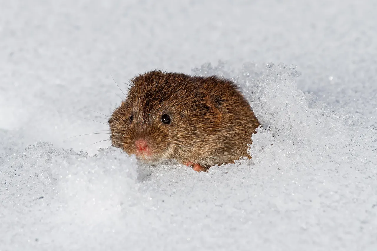 Voles
