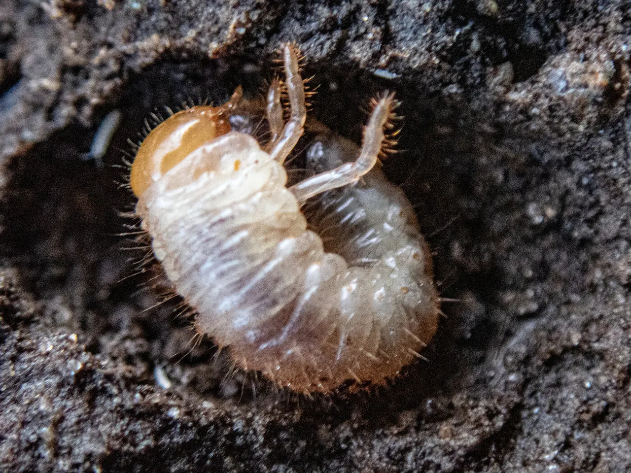 White Grub