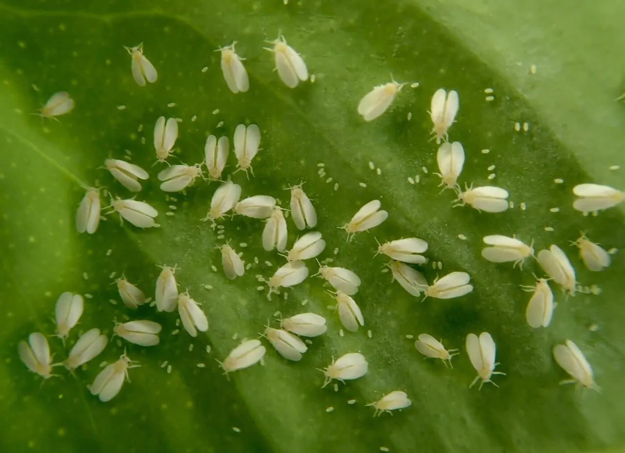 Whiteflies
