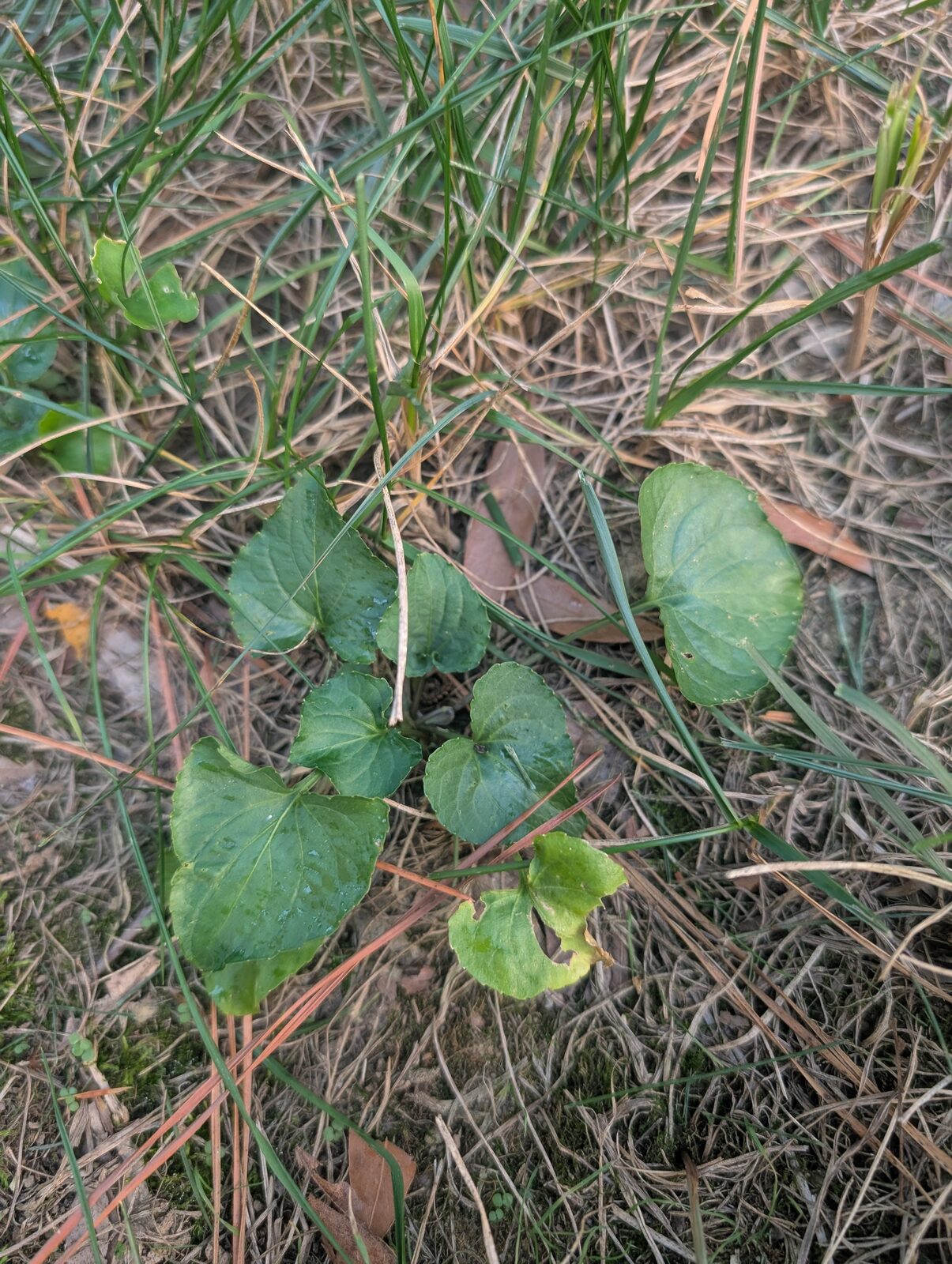 Growing in thin turf in a North Raleigh lawn: heart-shaped leaves with finely scalloped edges, all rising from one crown
