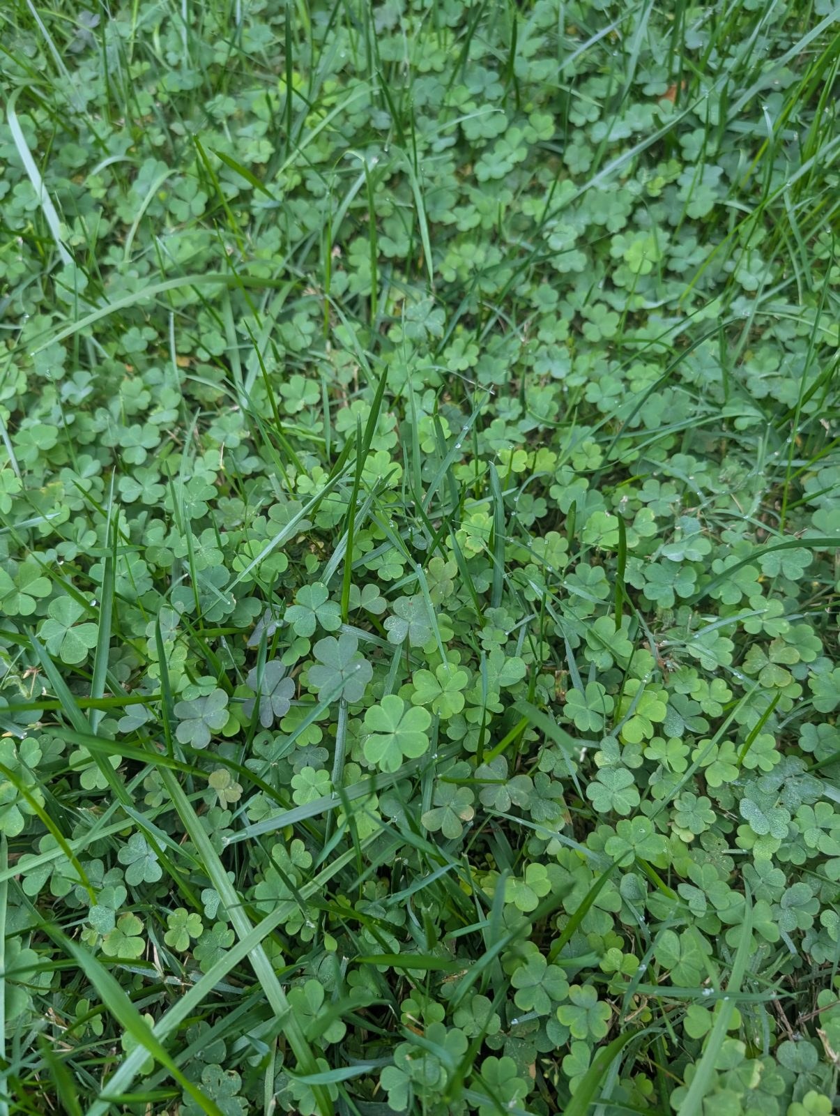 Oxalis spreading through tall fescue in a Raleigh lawn (October)